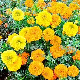Marigold Indian Seeds - Kushi