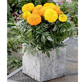 Marigold African Seeds - F1 Cheerleader Mix