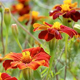 Marigold Burning Embers - Seeds