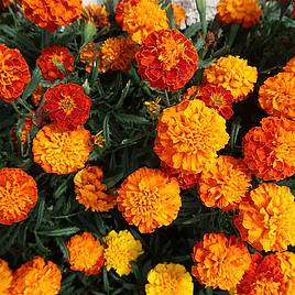Marigold French Seeds - Orange Winner