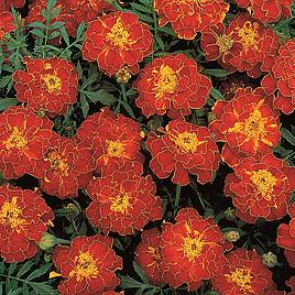 Marigold French Seeds - Red Brocade