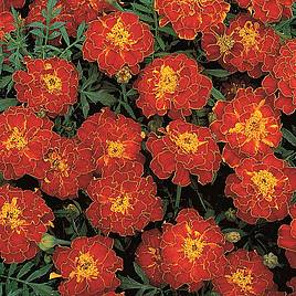 Marigold French Red Brocade - Seeds