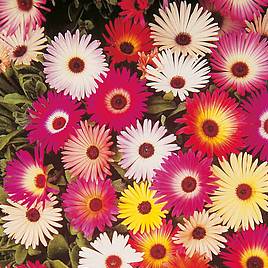 Livingstone Daisy Sparkles Mix - Seeds