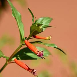 Houseplant Seeds - Mexican Cigar Plant