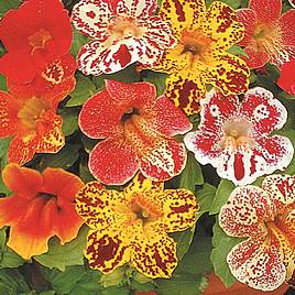 Mimulus F2 Super Hybrid Mix - Seeds