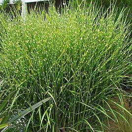 Miscanthus sinensis Zebrinus