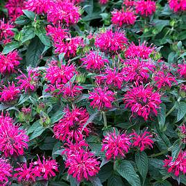 Monarda Balmy Rose