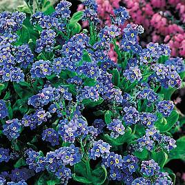 Forget-Me-Not Seeds - Spring Symphony Blue