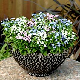 Forget-Me-Not Mixed