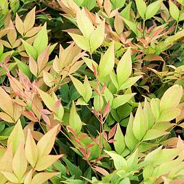 Nandina domestica Gulfstream