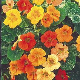 Nasturtium Seeds - Tutti Frutti Mix