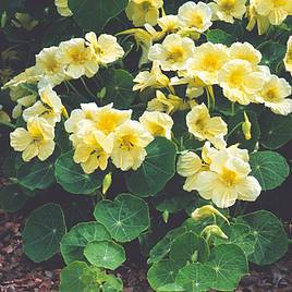 Nasturtium Seeds - Milkmaid