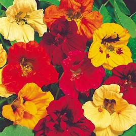 Nasturtium Seeds - Jewel Mix