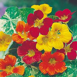 Nasturtium Seeds - Jewel of Africa Mix