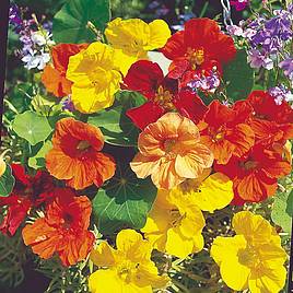 Nasturtium Seeds - Tropical Mix