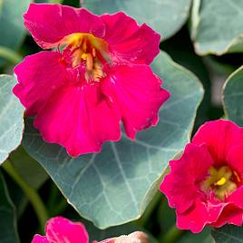 Nasturtium Baby Rose - Seeds