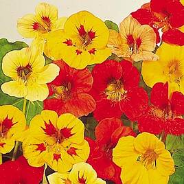 Nasturtium Seeds - Little Gem Mix