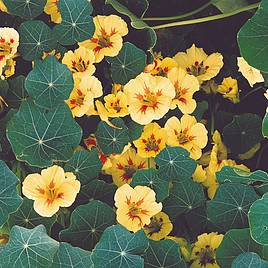 Nasturtium Seeds - Peach Melba