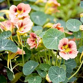 Nasturtium Seeds - Ladybird Rose