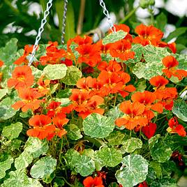 Nasturtium Seeds - Orange Troika