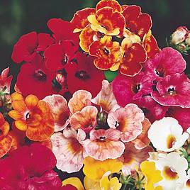 Nemesia Seeds - Carnival Mix