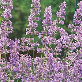 Nepeta Six Hills Giant