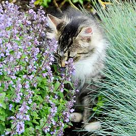 Nepeta faassenii Purrsian Blue
