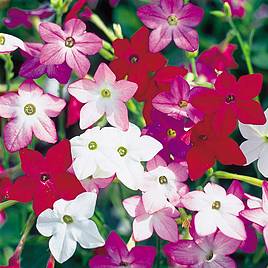 Nicotiana Seeds - F1 Perfume Mix