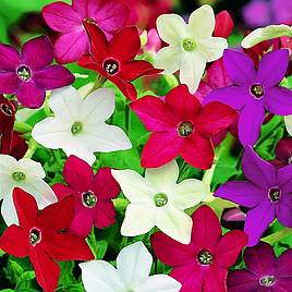Nicotiana Evening Fragrance Mix - Seeds