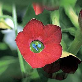 Nicotiana Seeds - F1 Tinkerbell