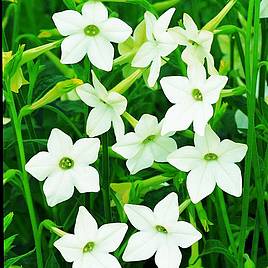Nicotiana affinis - Seeds