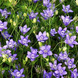 Love-in-a-Mist Seeds - Blue Stars