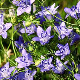 Love-in-a-Mist Blue Stars - Seeds