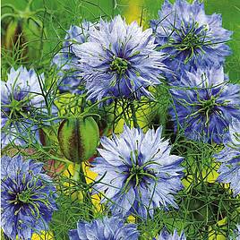 Love-in-a-Mist Seeds - Miss Jekyll