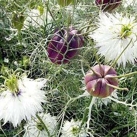 Love-in-a-Mist Seeds - Albion Black Pod