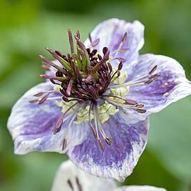 Love-in-a-Mist Seeds - Delft Blue