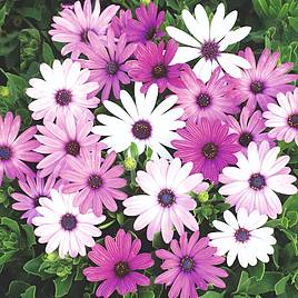 African Daisy Ecklonis Mix - Seeds