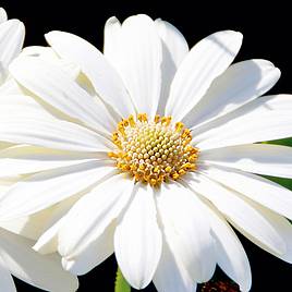 Osteospermum Snow Pixie (Hardy)