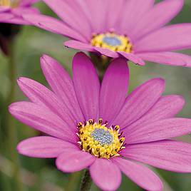 Osteospermum In The Pink (Hardy)