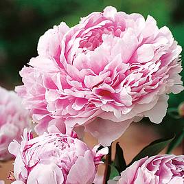 Peony Sarah Bernhardt