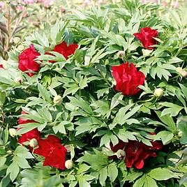 Peony Scarlet Heaven