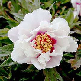 Peony Cora Louise