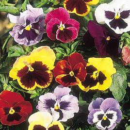 Pansy Seeds - Giant Fancy Mix