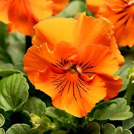 Pansy Seeds - F1 Frizzle Sizzle Orange