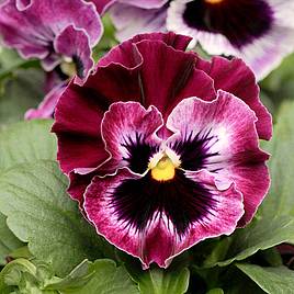 Pansy Seeds - F1 Frizzle Sizzle Raspberry