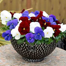 Pansy Brittania Mixed