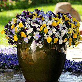 Pansy Coolwave