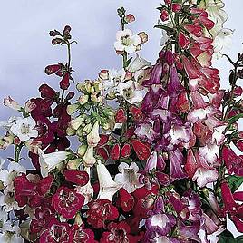 Penstemon Seeds - Beloved Bells Mix