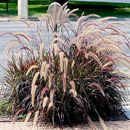 Pennisetum Rubrum