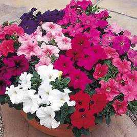 Petunia Seeds - F1 Super Hybrid Mix (Grandiflora)